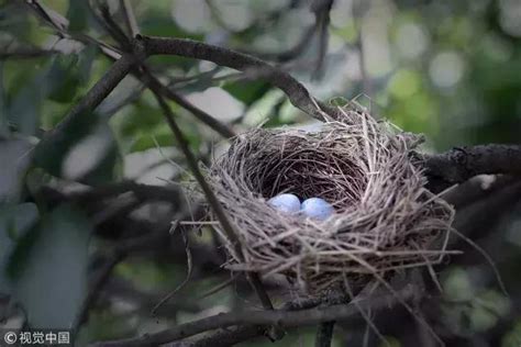 鳥來家築巢|【家裡有鳥築巢】鳥巢報喜！1個跡象代表家宅運勢大。